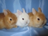 Цветные карликовые кролики